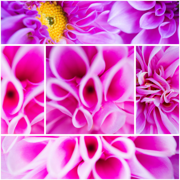 花和美丽的花瓣收集图片下载