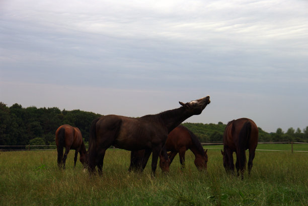 Flehmen马的行为图片下载