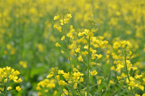 油菜花田。图片下载