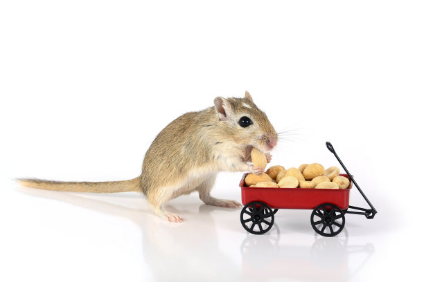 沙鼠吃花生图片下载