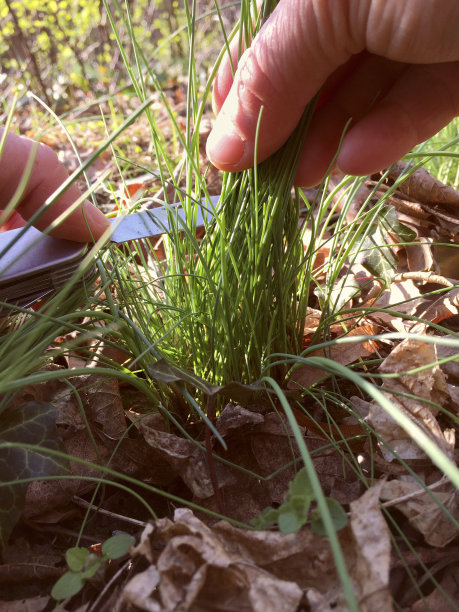 手切新鲜的野生韭菜图片下载