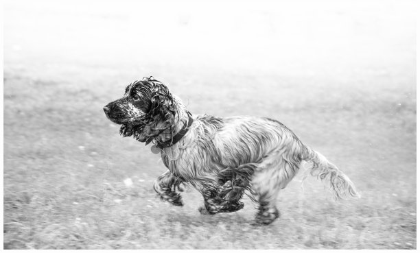 公园里的可卡犬图片下载