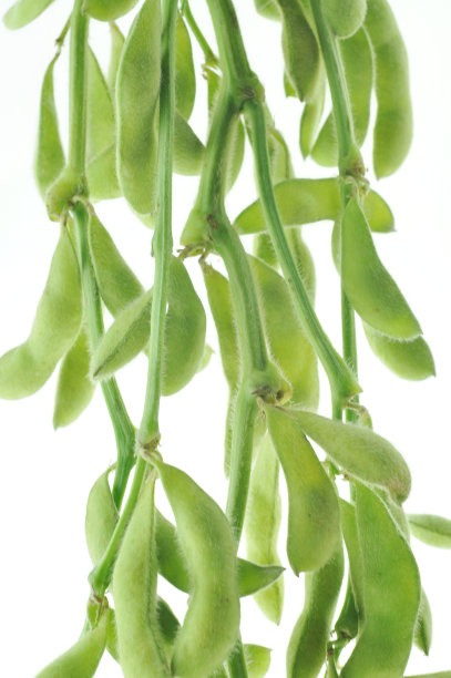 茎上的绿大豆图片下载
