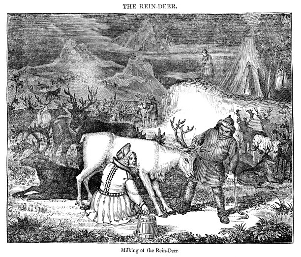 驯鹿挤奶- 19世纪的插图图片下载
