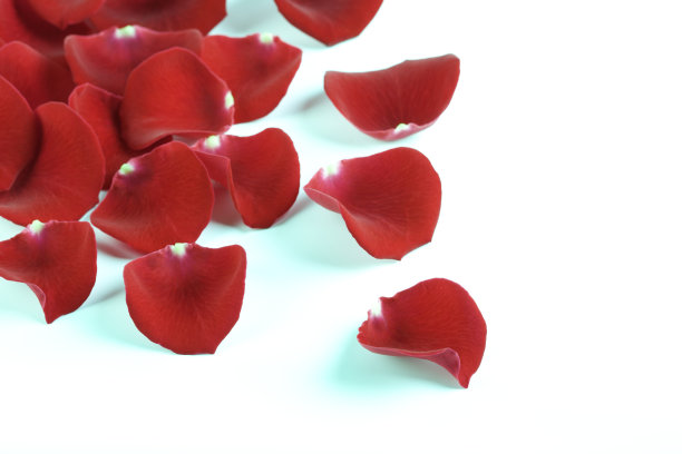 红玫瑰花瓣图片下载