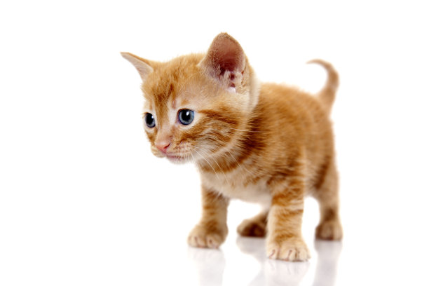 白色背景上的虎斑小猫图片下载