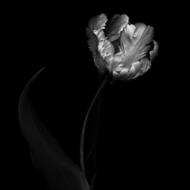 XXXL:单色鹦鹉郁金香孤立在黑色背景图片下载