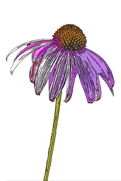 紫色松果花，紫锥菊，posterized图片下载