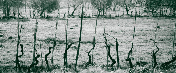 冬天的葡萄正在为春天做准备图片下载