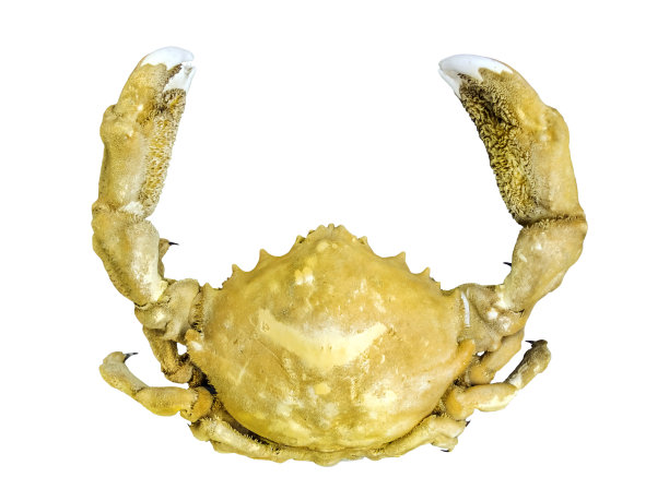 沉睡的海绵蟹图片下载