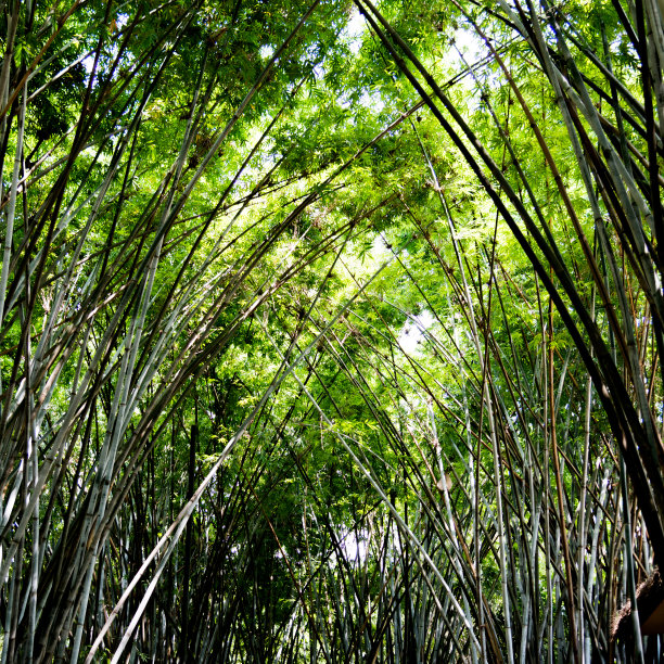 中国的竹林素材图片