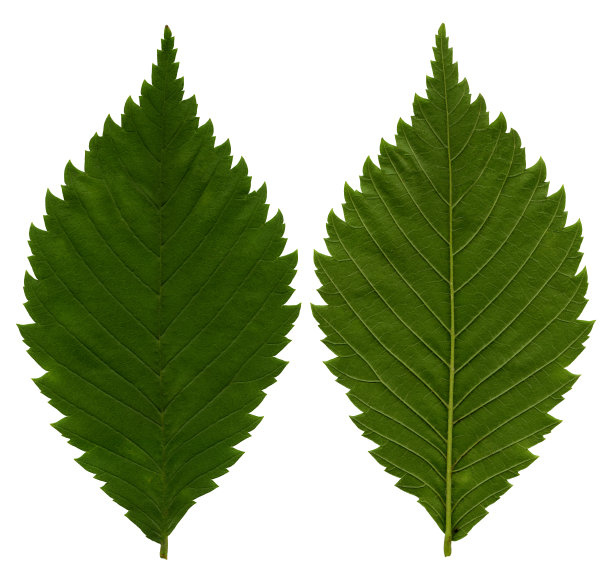 叶质XXL图片下载