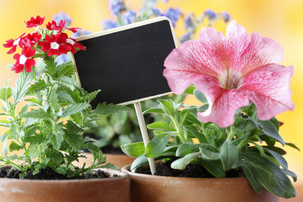 鲜花和标志图片下载