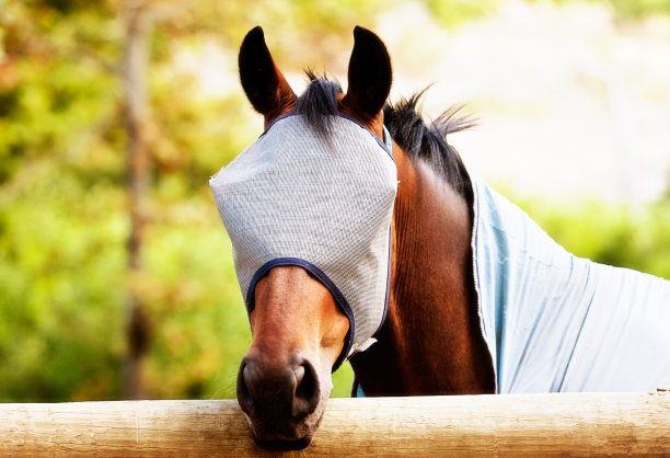 马戴着一个带兜帽的苍蝇面具，有点毛骨悚然图片下载