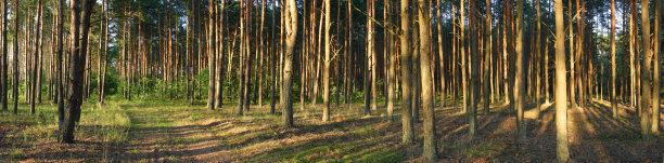 森林全景图片下载