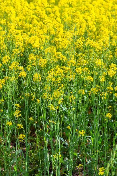 油菜籽领域图片下载