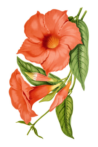 喇叭花(曼德维拉)19世纪刻制图片下载