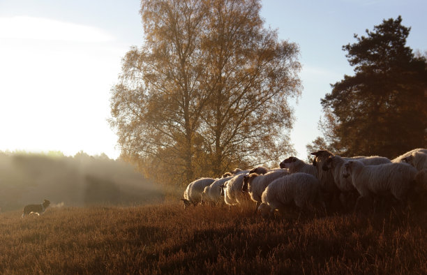 一群羊带着狗图片下载