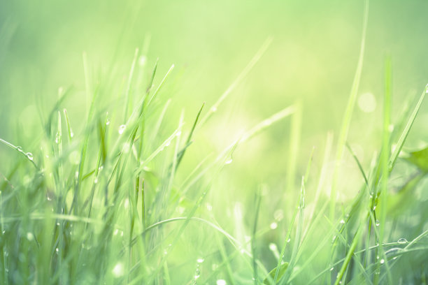 草和露水图片下载