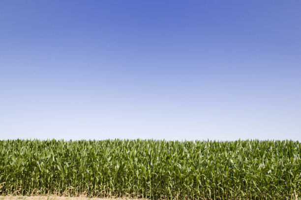 玉米田图片下载