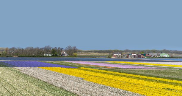 盛开的郁金香图片下载