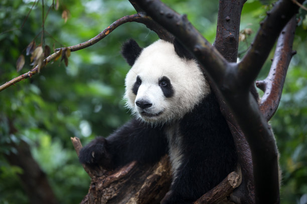 大熊猫栖息在树上素材图片