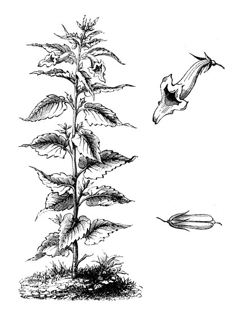 芝麻古玩插画(Sesamum indicum)图片下载