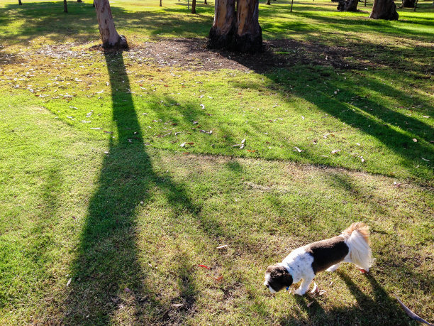 可爱的小狮子狗探索公园图片下载