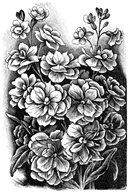 “壁花”图片下载