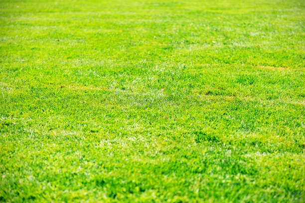 夏天，一望无际的草地上长着矮小的绿草图片下载