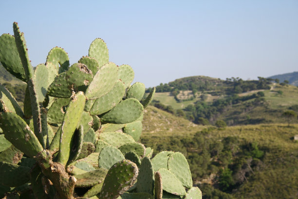 仙人掌图片下载