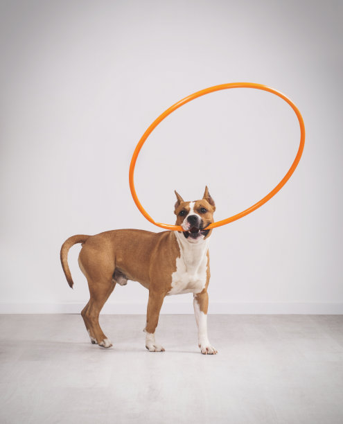 呼啦圈的狗图片下载