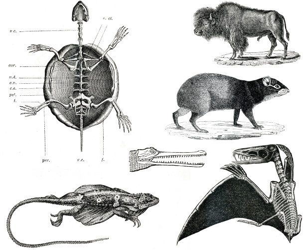 Vintage animals collection第三卷图片下载