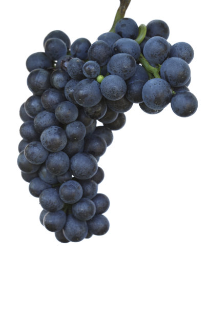 白色背景上的葡萄图片下载