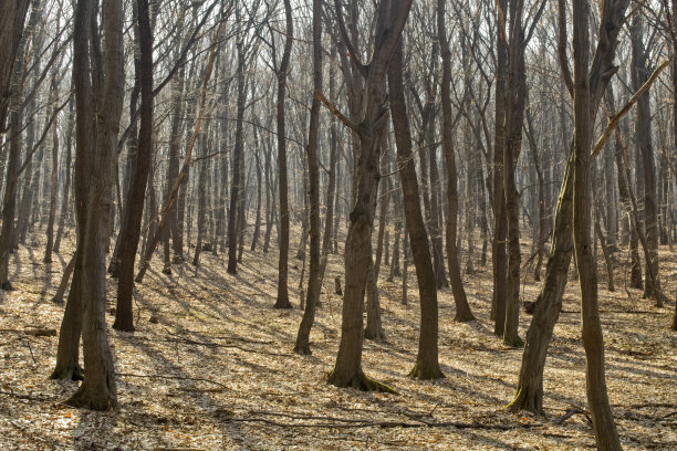 森林图片下载