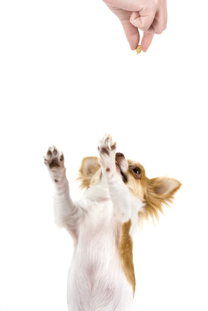 乞讨的吉娃娃图片下载