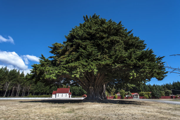 巨大的树图片下载