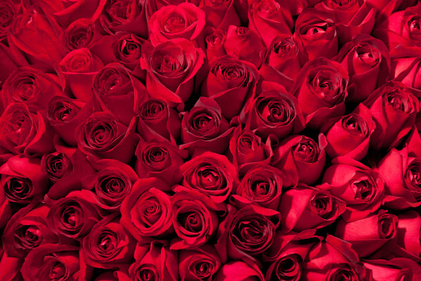 树百玫瑰图片下载