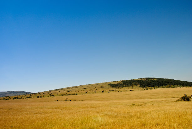 萨凡纳图片下载