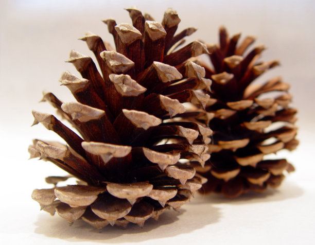 天然松果白色/米色图片下载