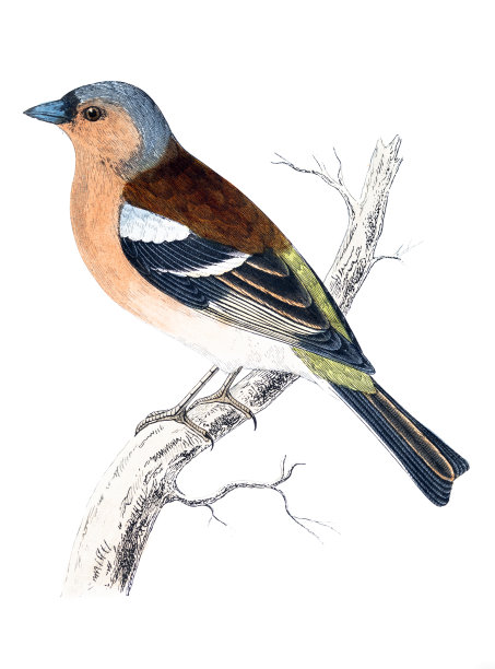 苍头燕雀-手工彩色雕刻图片下载