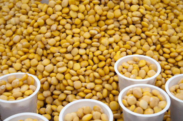 埃及开罗的羽扇豆图片下载