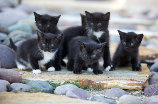 小猫们在外面的岩石上图片下载