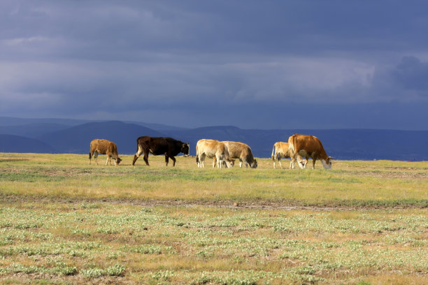 放牧的牛图片下载