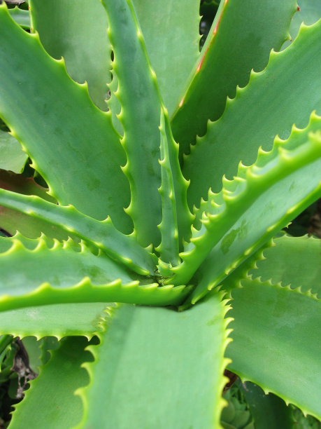 芦荟-治疗植物图片下载