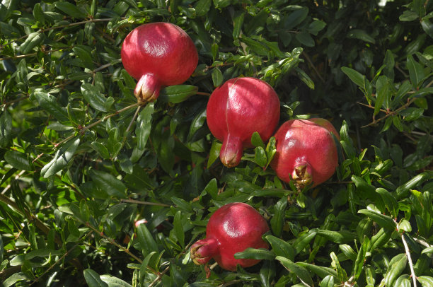 树上成熟的石榴的特写图片下载