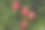 树上成熟的石榴的特写图片下载