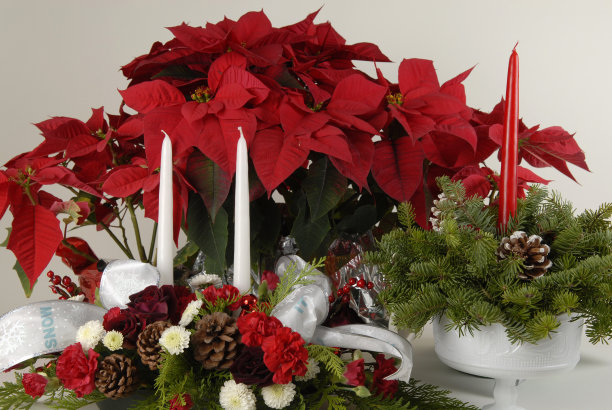 一品红和蜡烛的插花图片下载