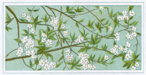 花朵图案图片下载