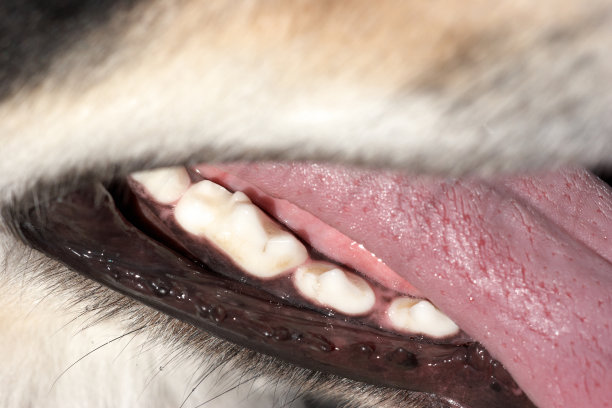 狗的牙齿和舌头在近距离图片下载